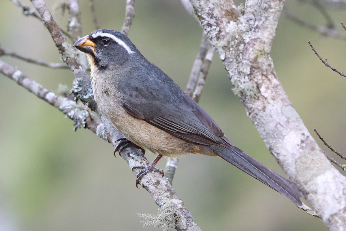 ハシブトイカル - ML626414077