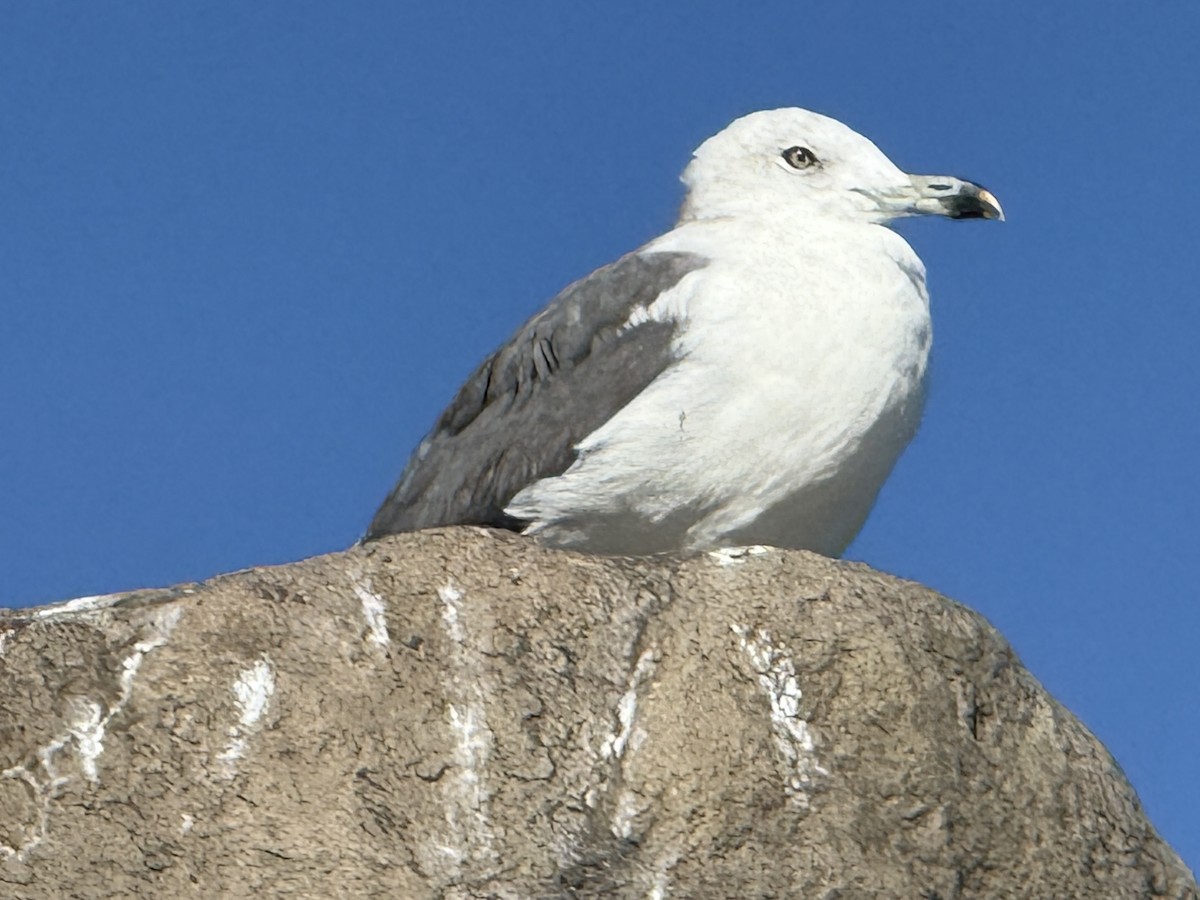 Black-tailed Gull - ML626414380