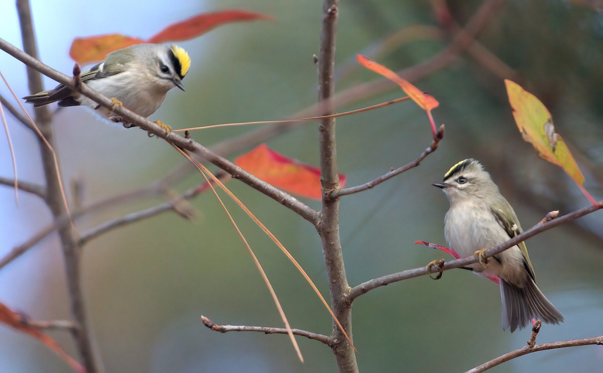 Golden-crowned Kinglet - ML626414556