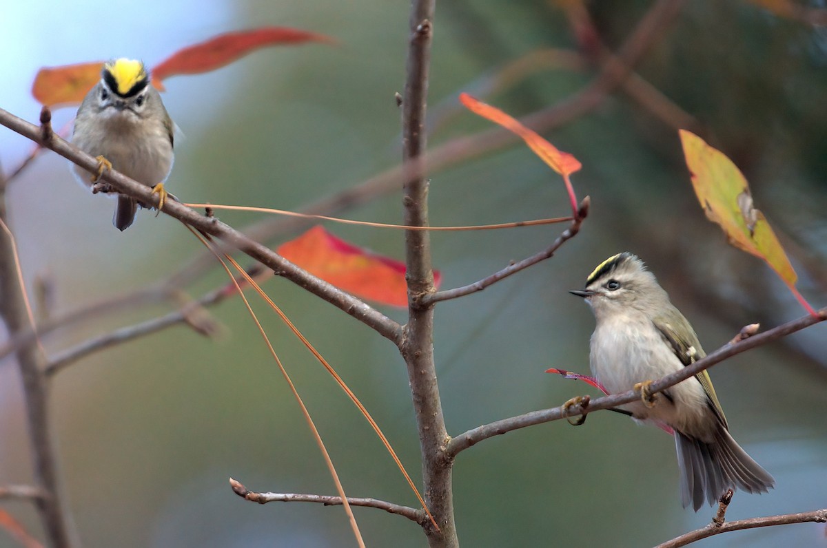 Golden-crowned Kinglet - ML626414560