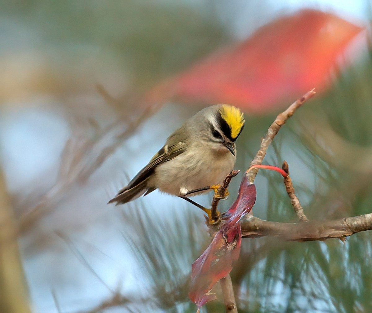 Golden-crowned Kinglet - ML626414565