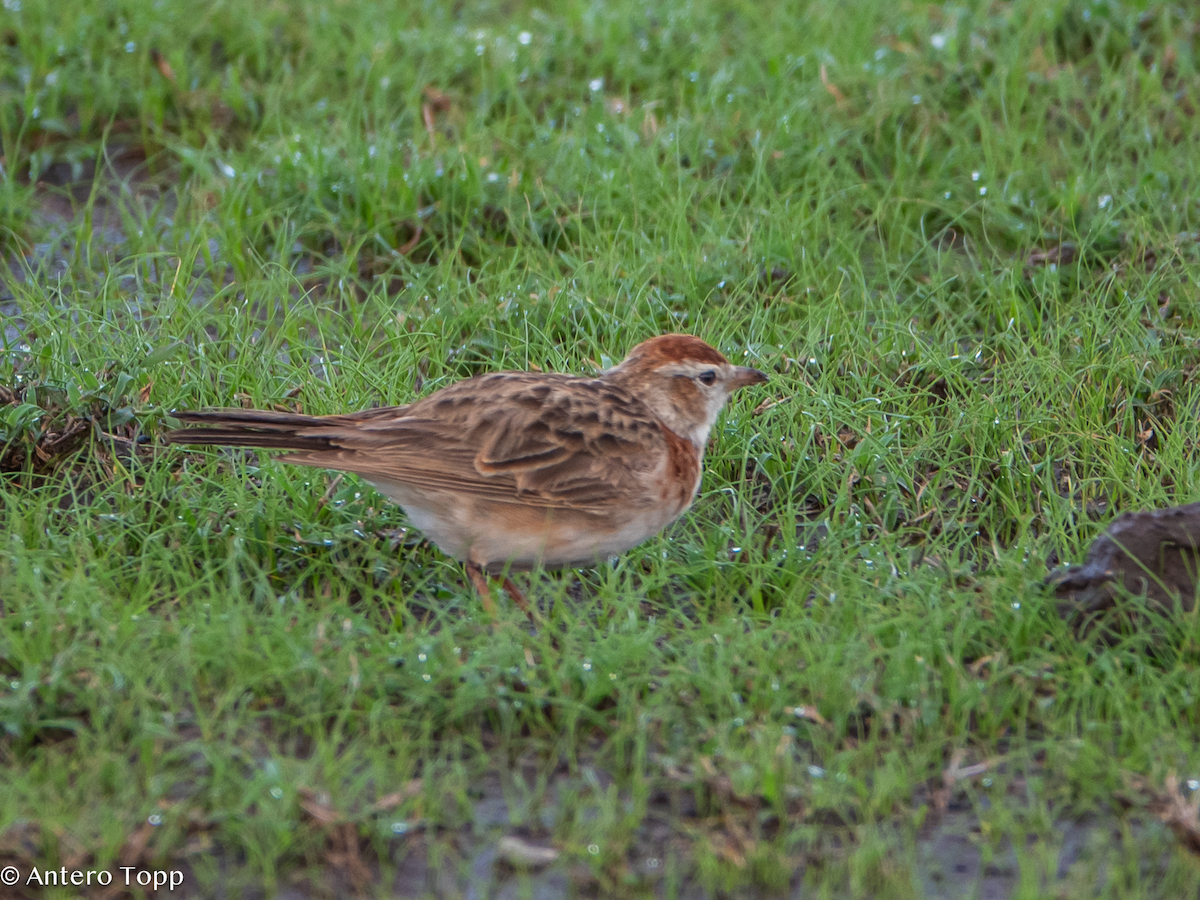 Red-capped Lark - ML626414747