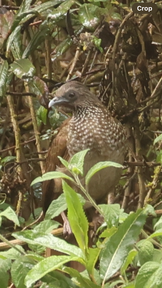 Speckled Chachalaca - ML626414766