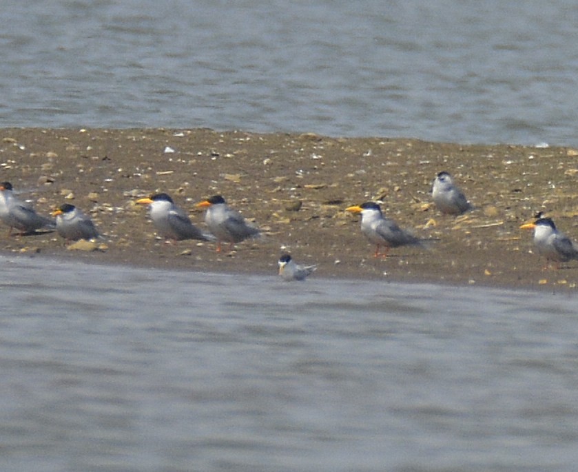 Zwergseeschwalbe - ML626414804