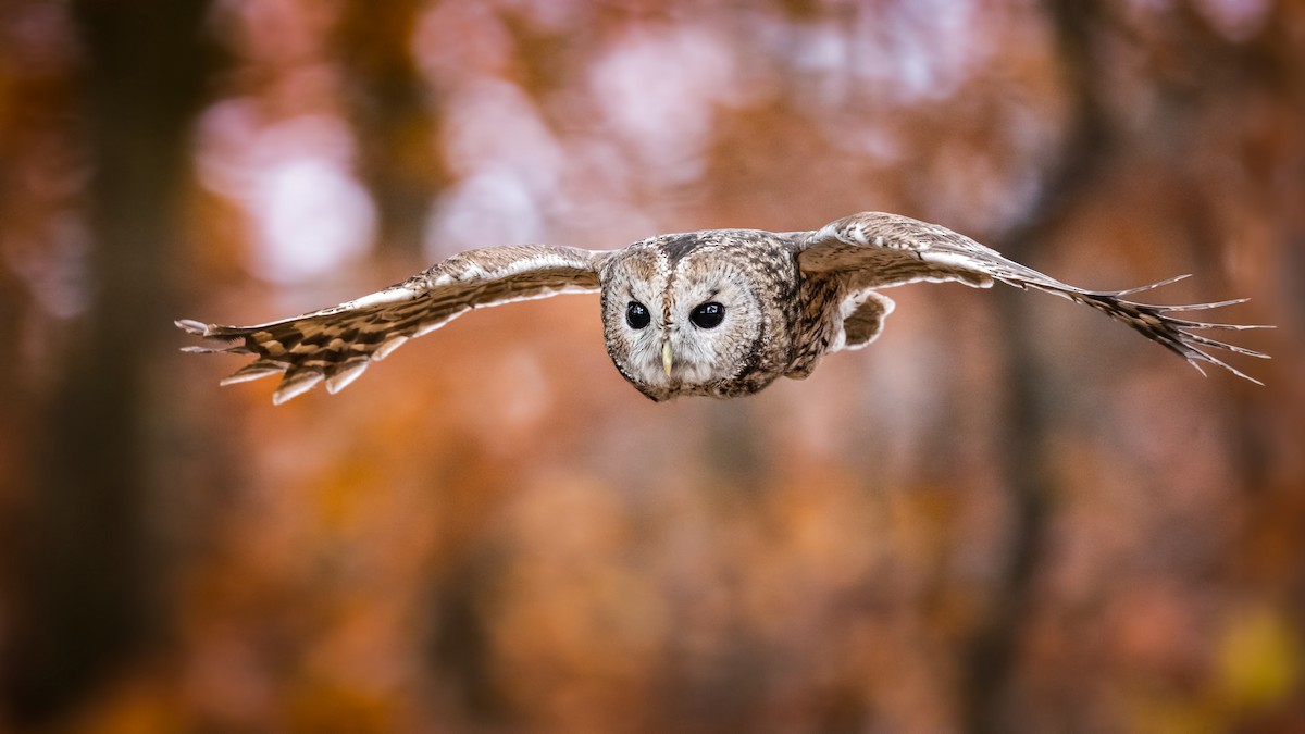 Urubi arrunta - ML626414936