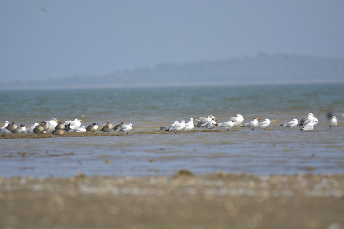 Fischmöwe - ML626414959