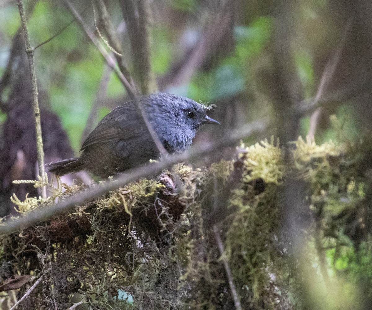 Ampay Tapaculo - ML626414975