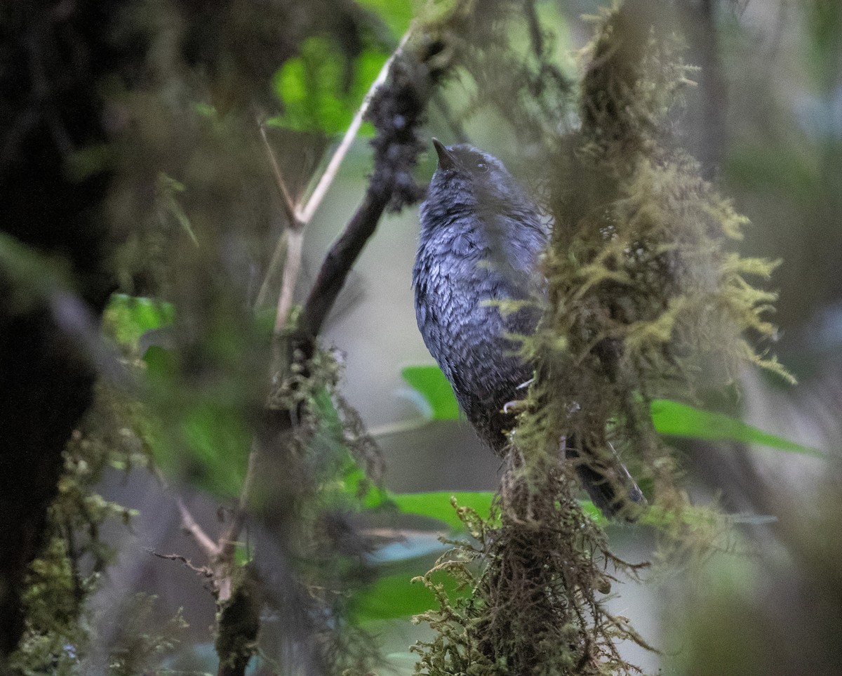 Ampay Tapaculo - ML626414983