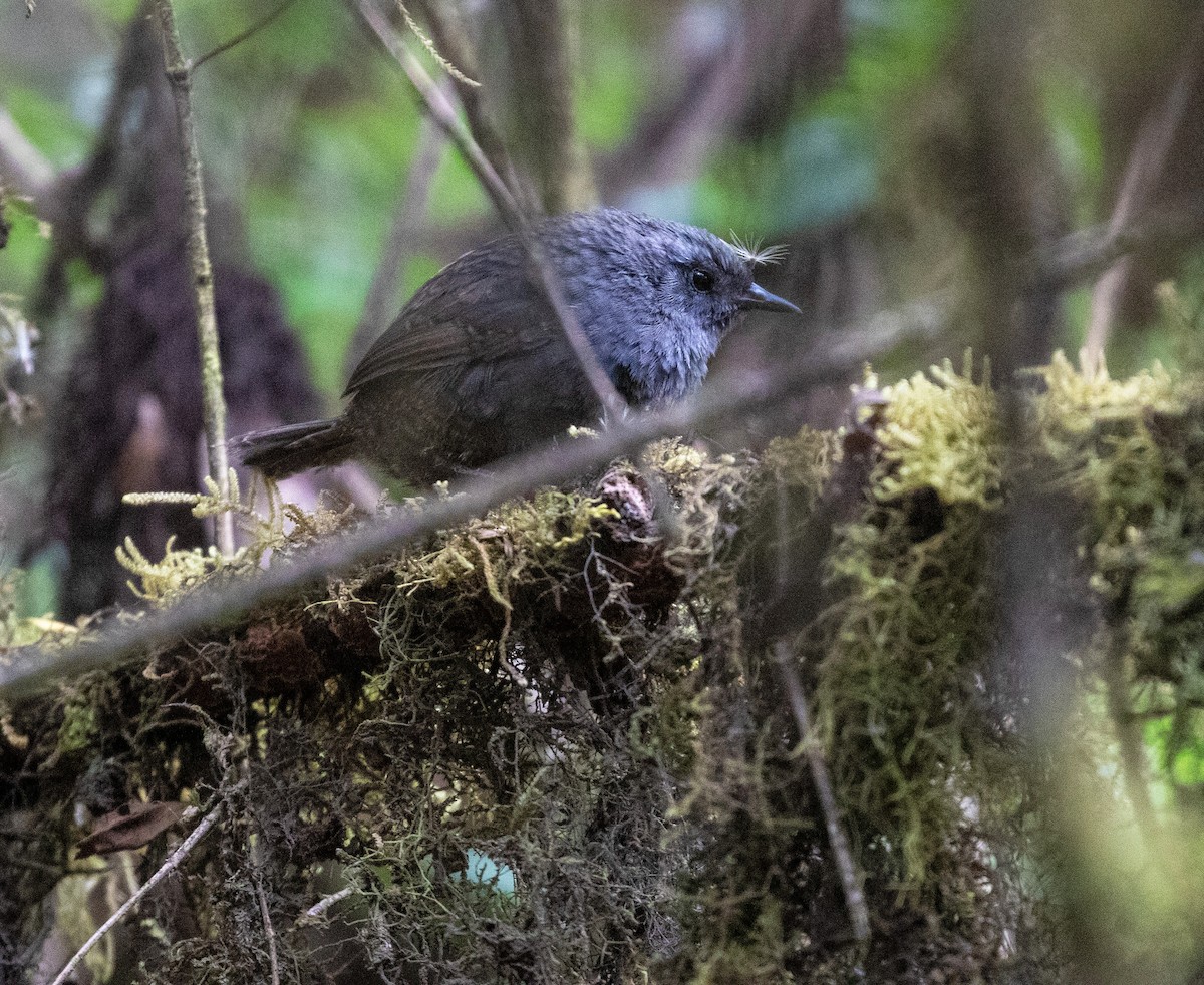 Ampay Tapaculo - ML626414990