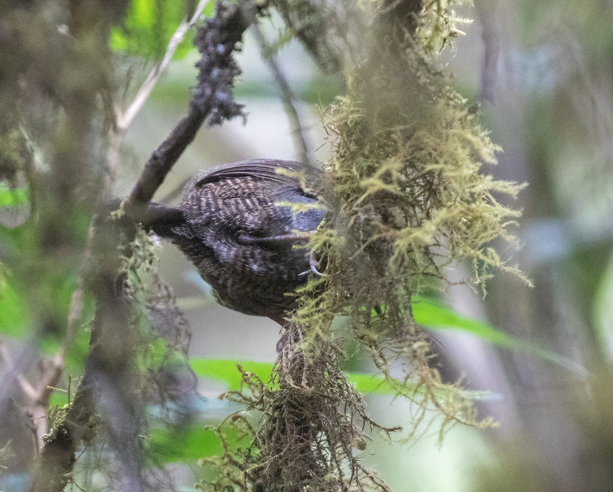 Ampay Tapaculo - ML626414991