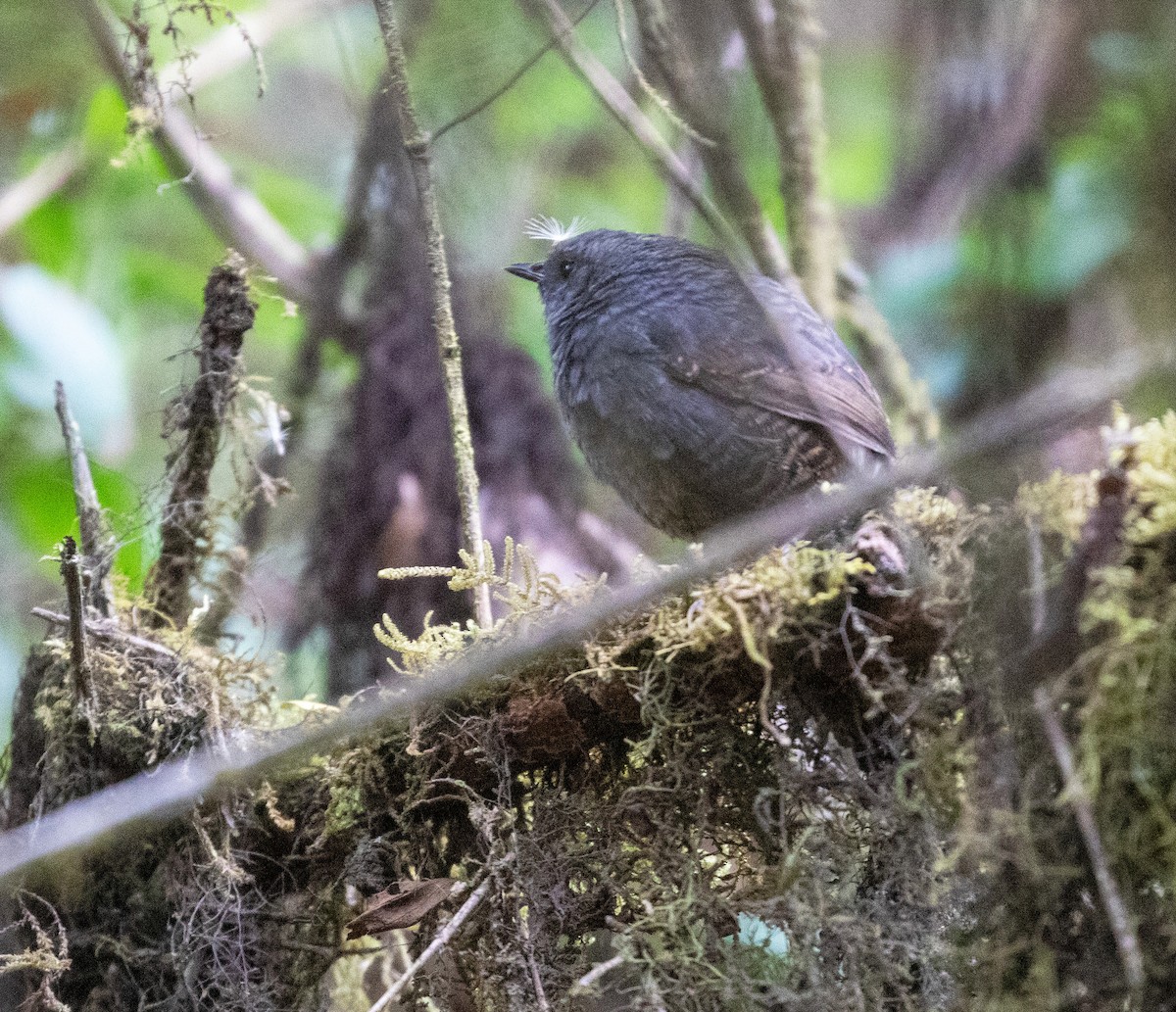 Ampay Tapaculo - ML626414993