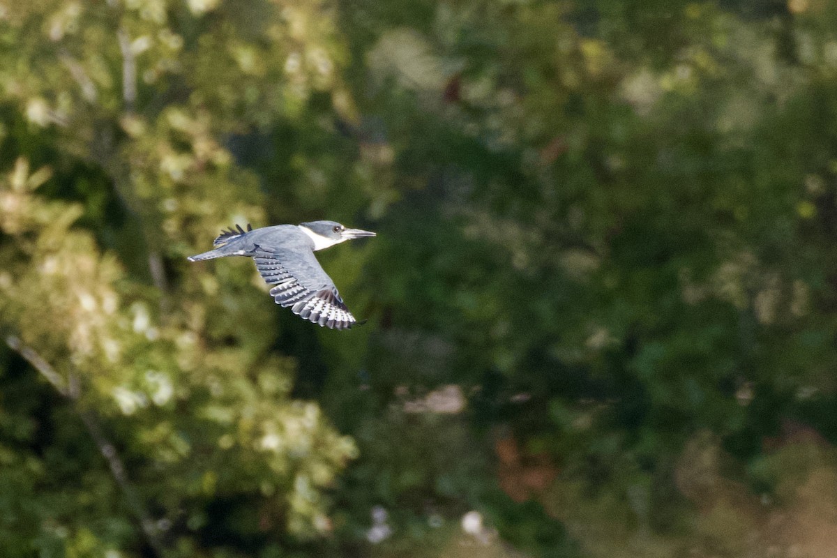 Belted Kingfisher - ML626415036
