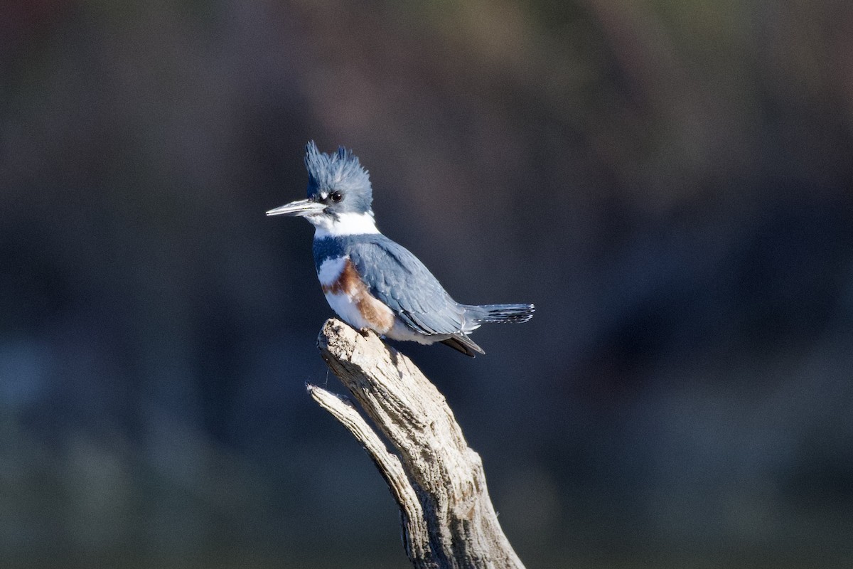 Belted Kingfisher - ML626415037