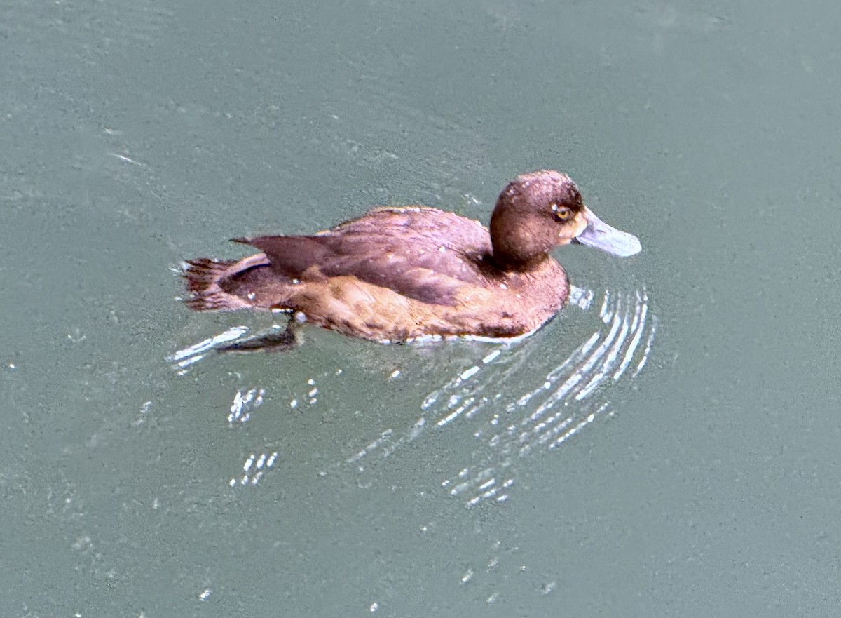 Greater Scaup - ML626415162