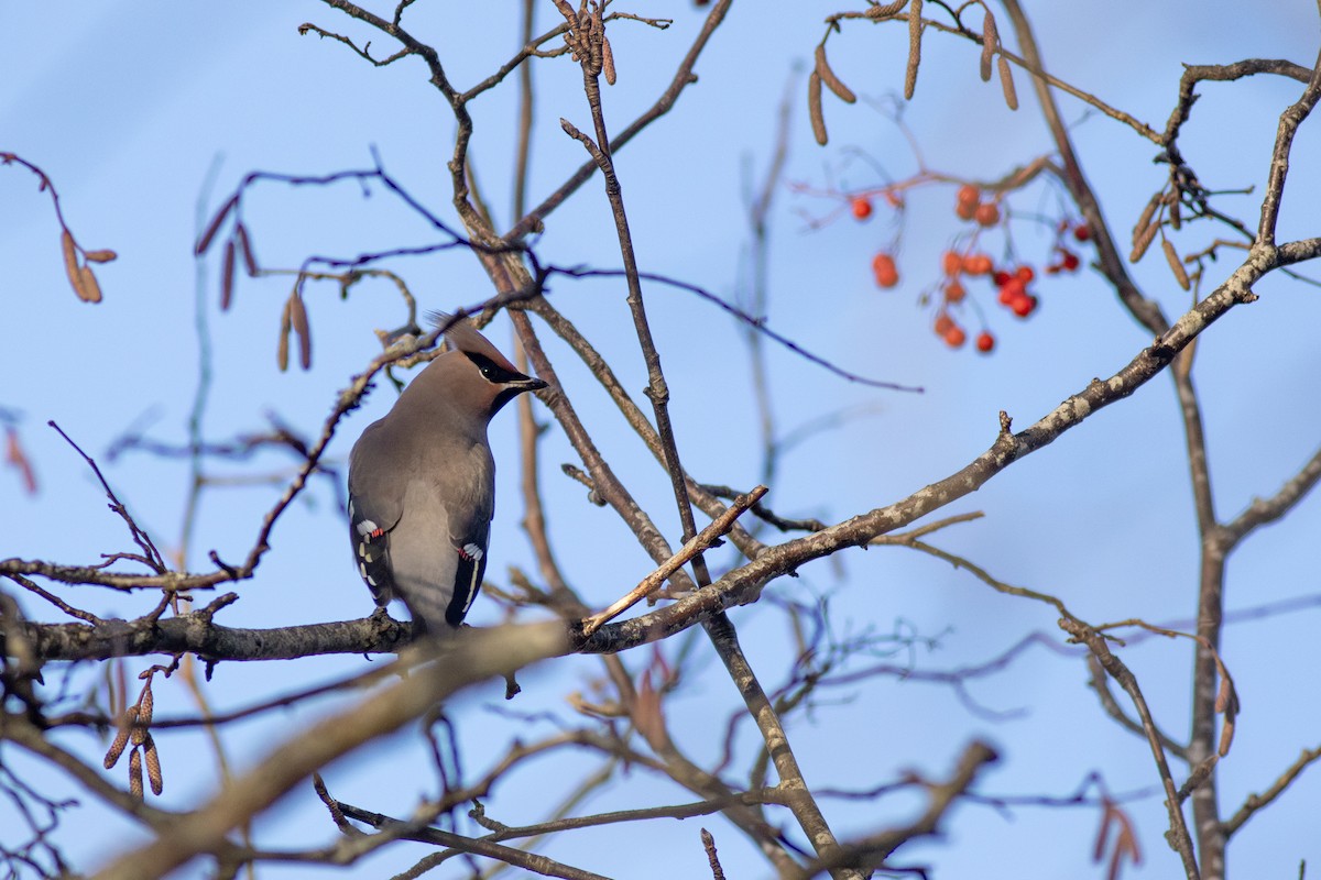 Buztanori boreala - ML626415192