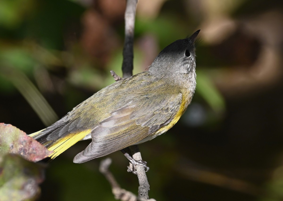 American Redstart - ML626415319