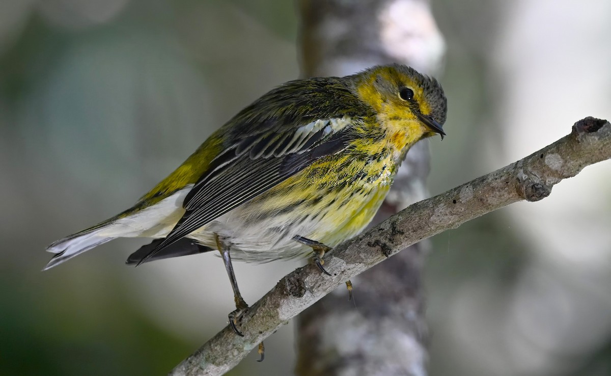 Cape May Warbler - ML626415335