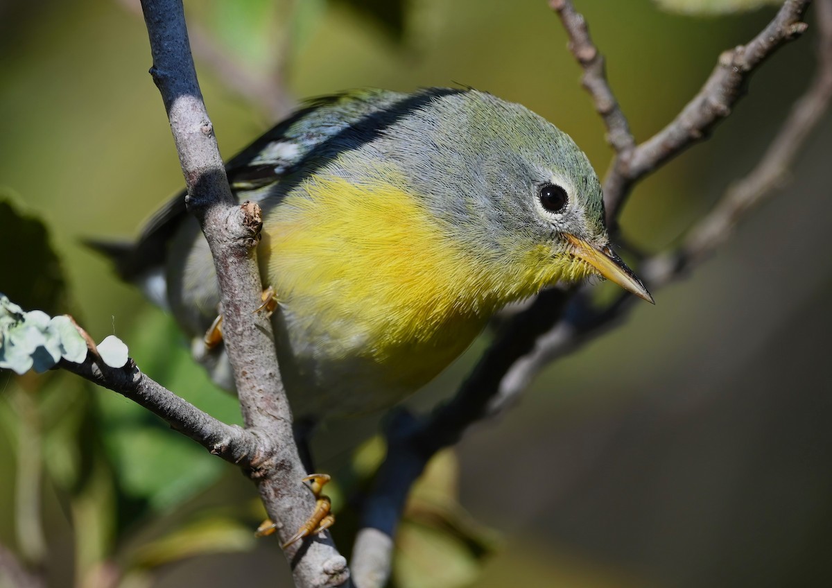 Northern Parula - ML626415340