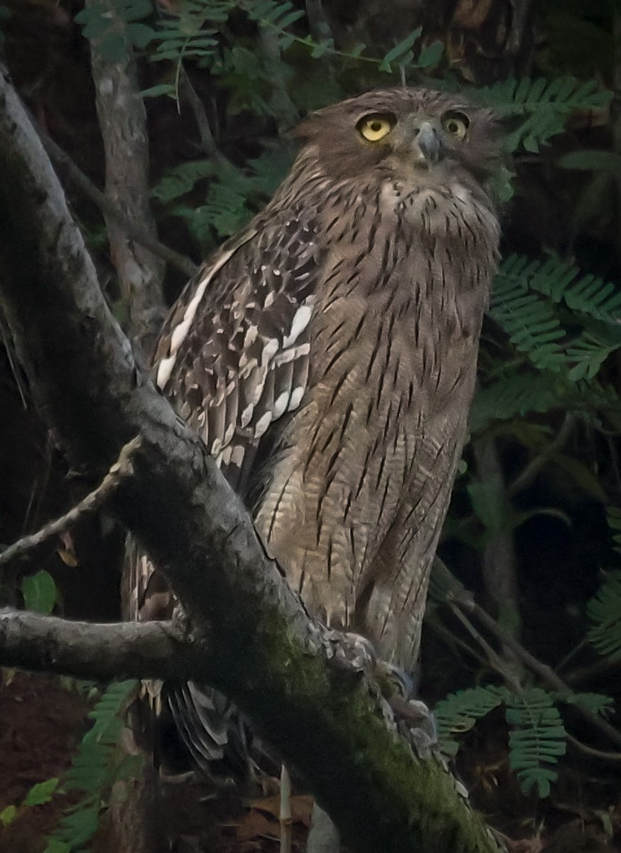 Brown Fish-Owl - ML626415391