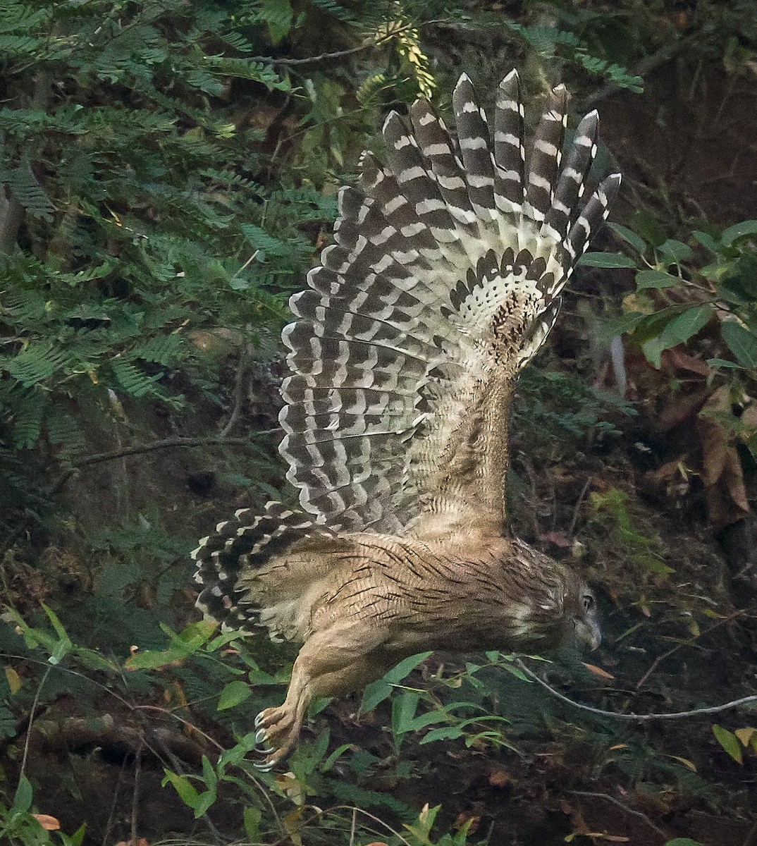 Brown Fish-Owl - ML626415392