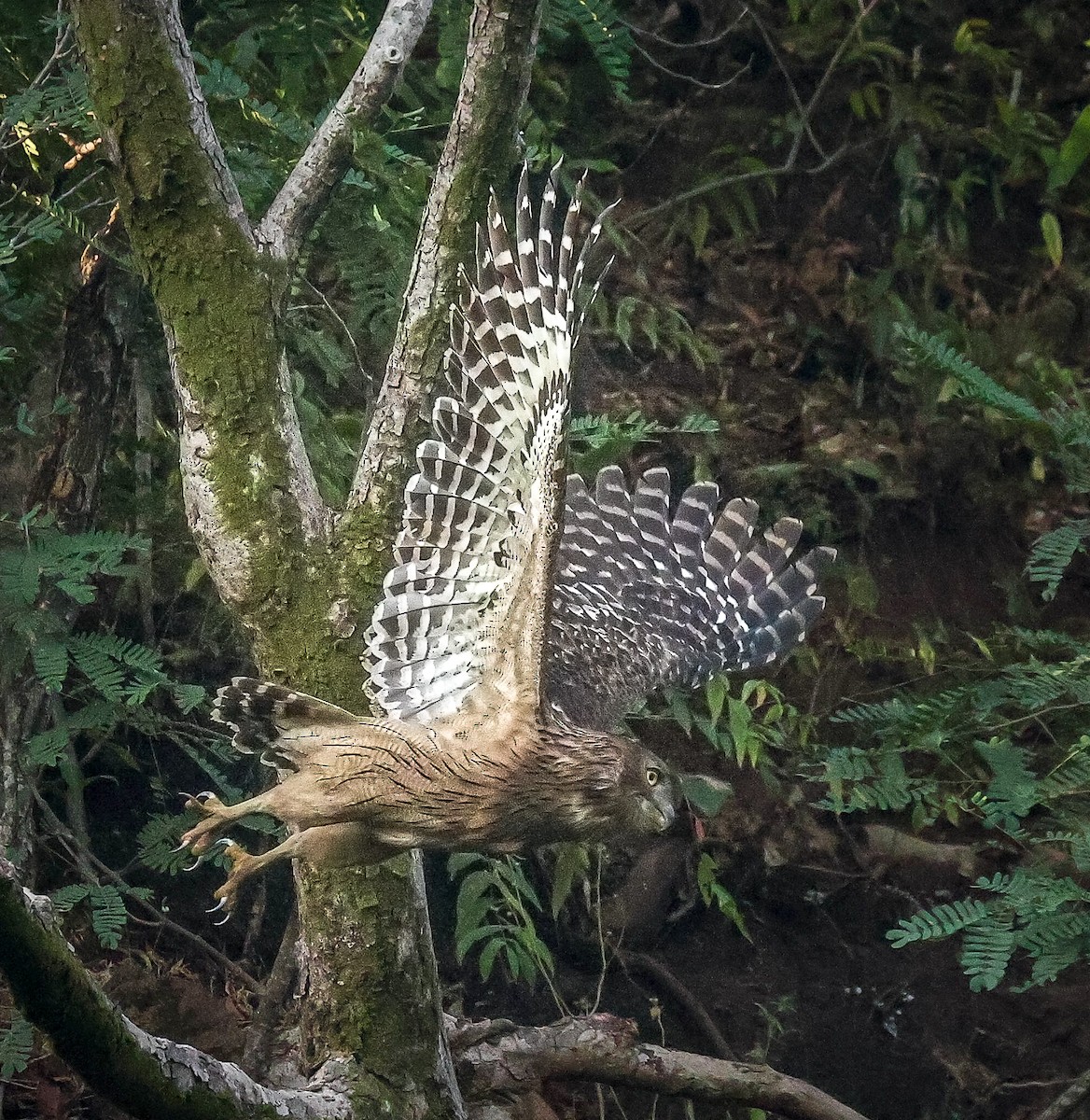 Brown Fish-Owl - ML626415395