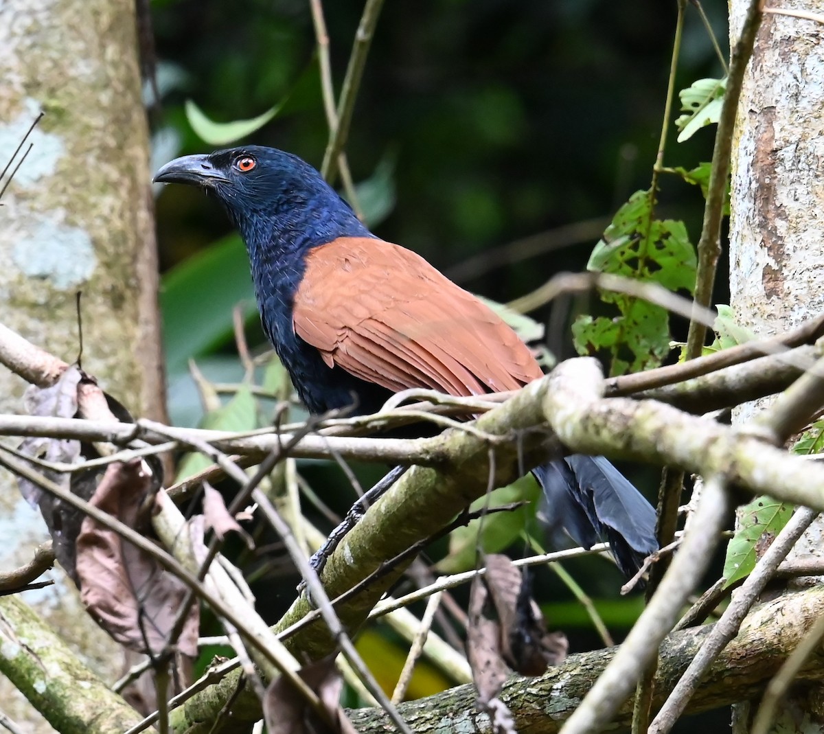 Greater Coucal - ML626415547