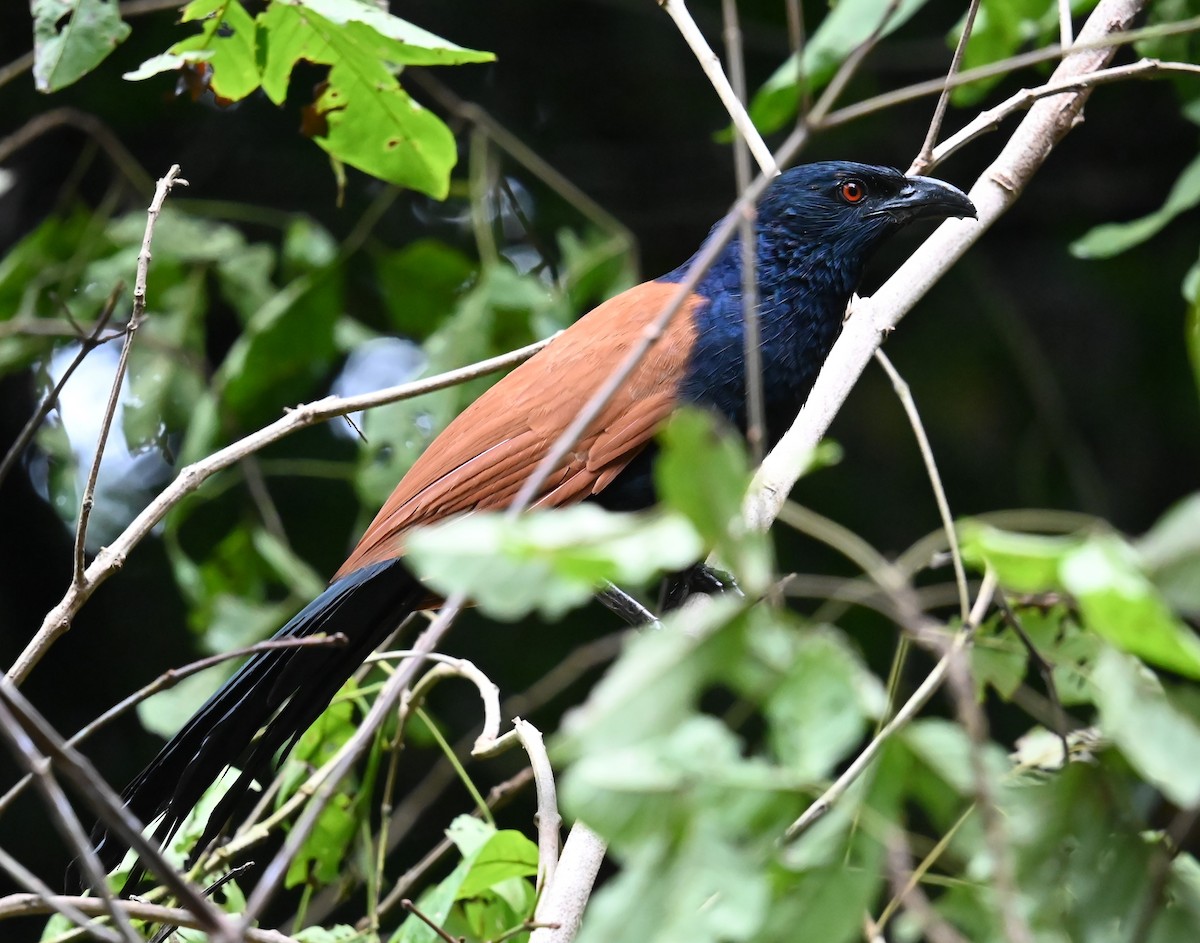 Greater Coucal - ML626415567