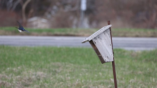 Tree Swallow - ML626415775