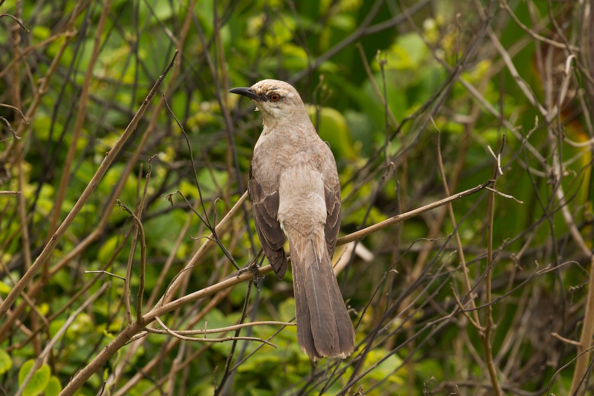 Tropical Mockingbird - ML626415780