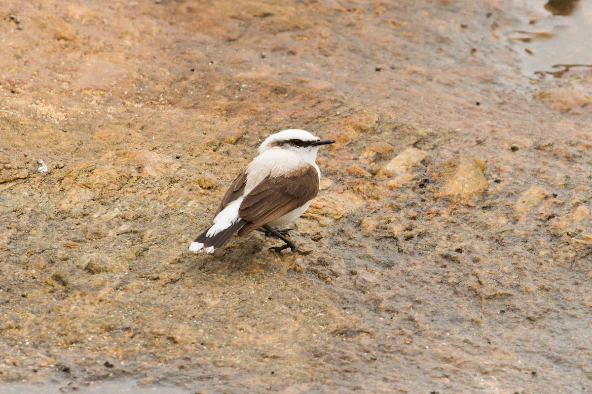 Masked Water-Tyrant - ML626415786
