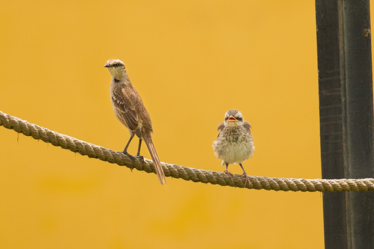 Chalk-browed Mockingbird - ML626415790