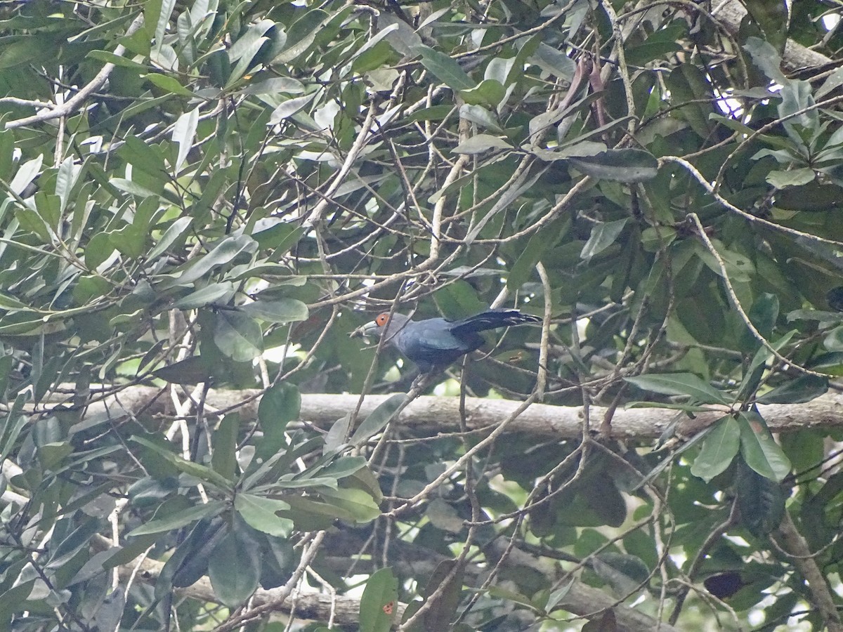 Chestnut-bellied Malkoha - ML626415884