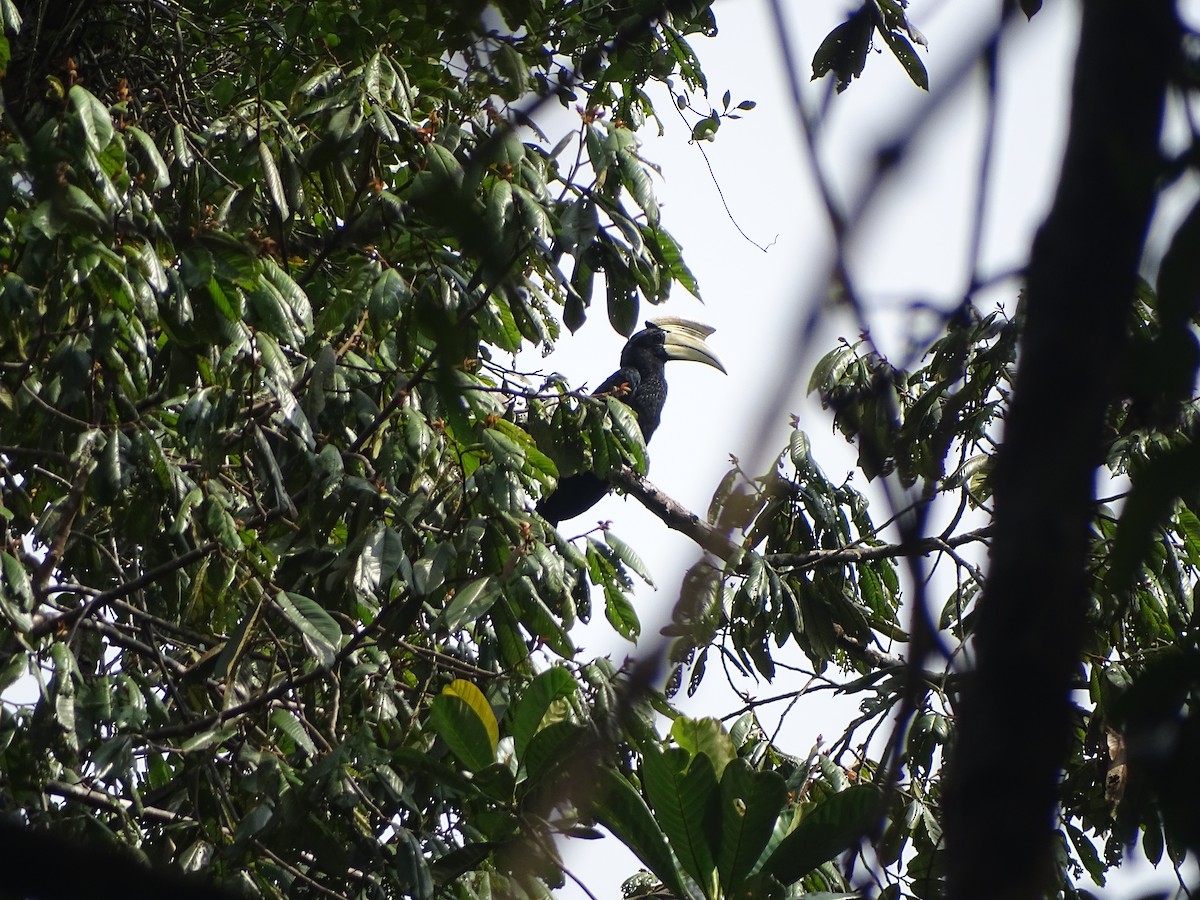 Black Hornbill - ML626415889