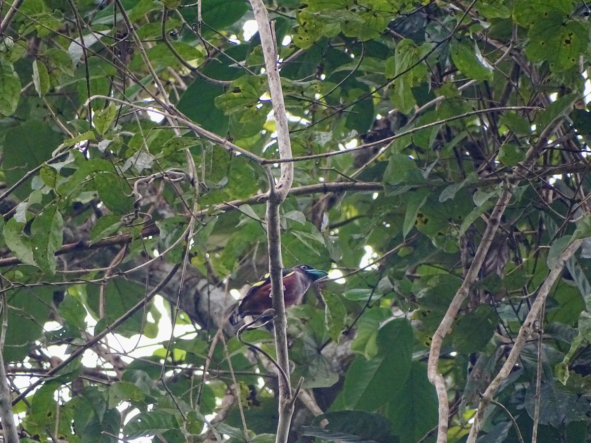 Banded Broadbill - ML626415894