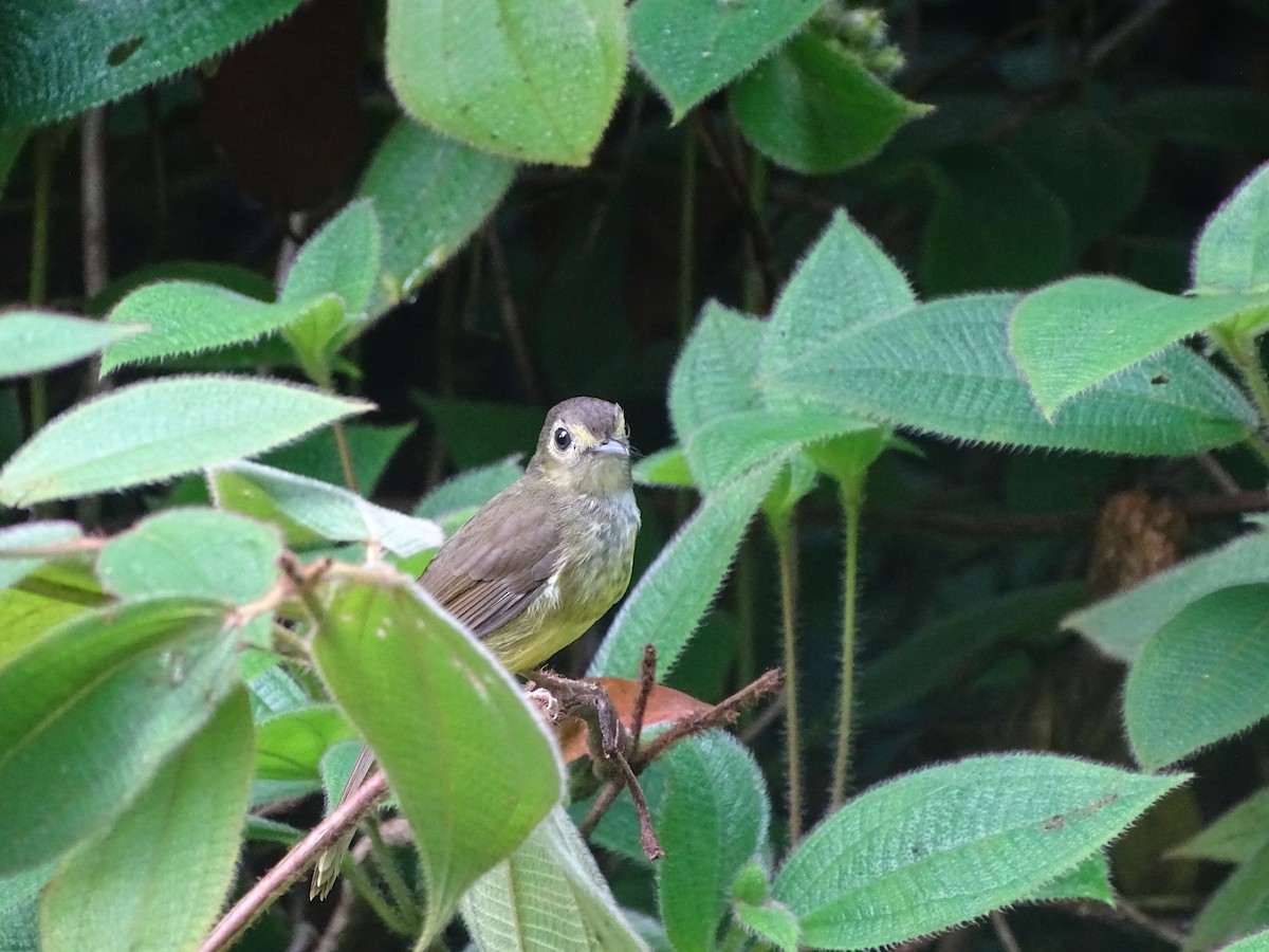 Hairy-backed Bulbul - ML626415911