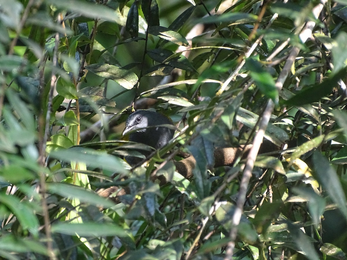 Gray-bellied Bulbul - ML626415912