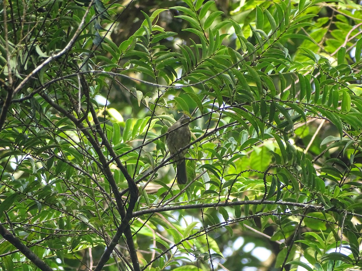 Cream-vented Bulbul - ML626415917