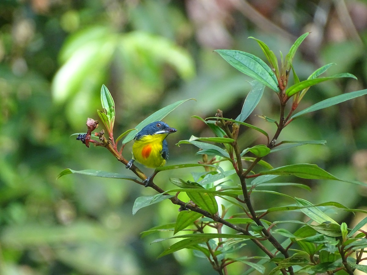 Crimson-breasted Flowerpecker - ML626415947