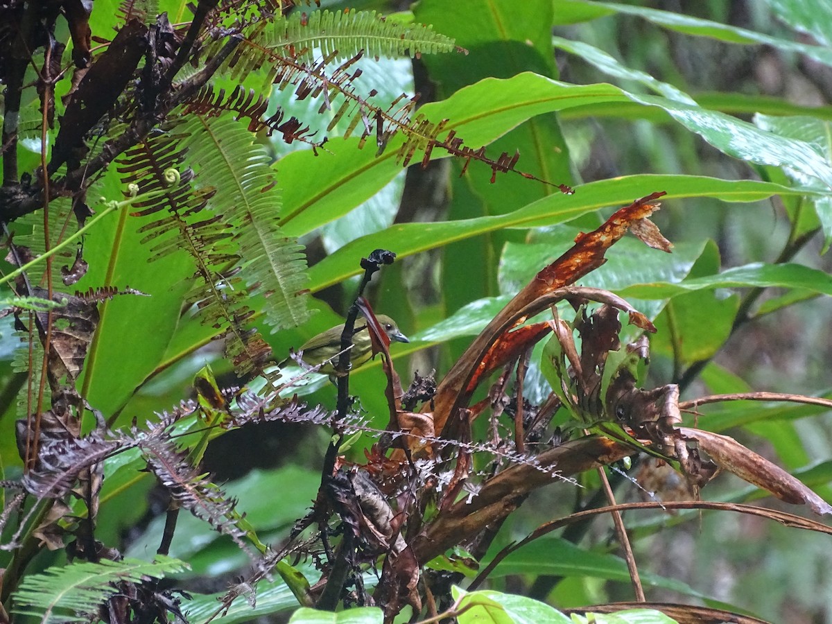 Yellow-breasted Flowerpecker - ML626415950