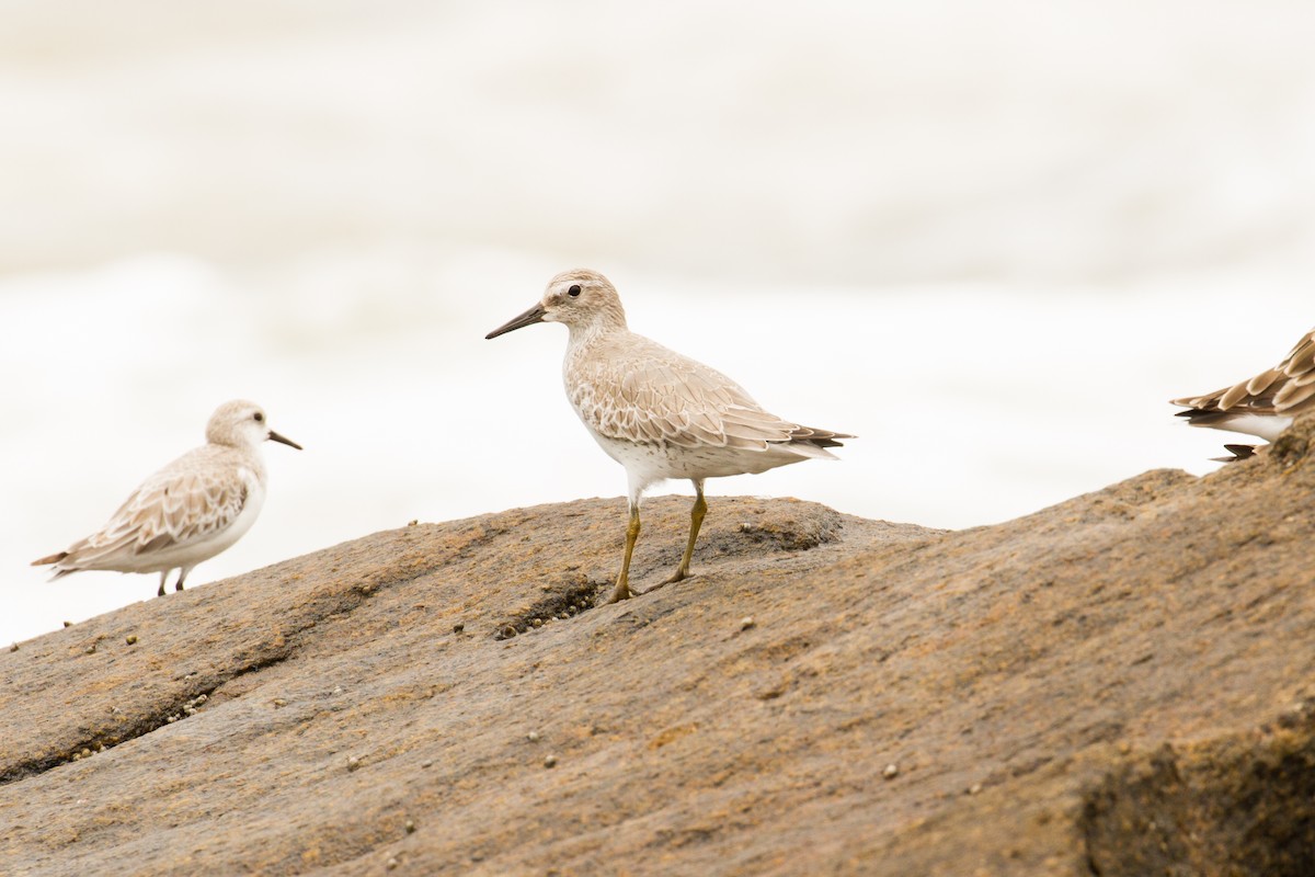 Red Knot - ML626416039