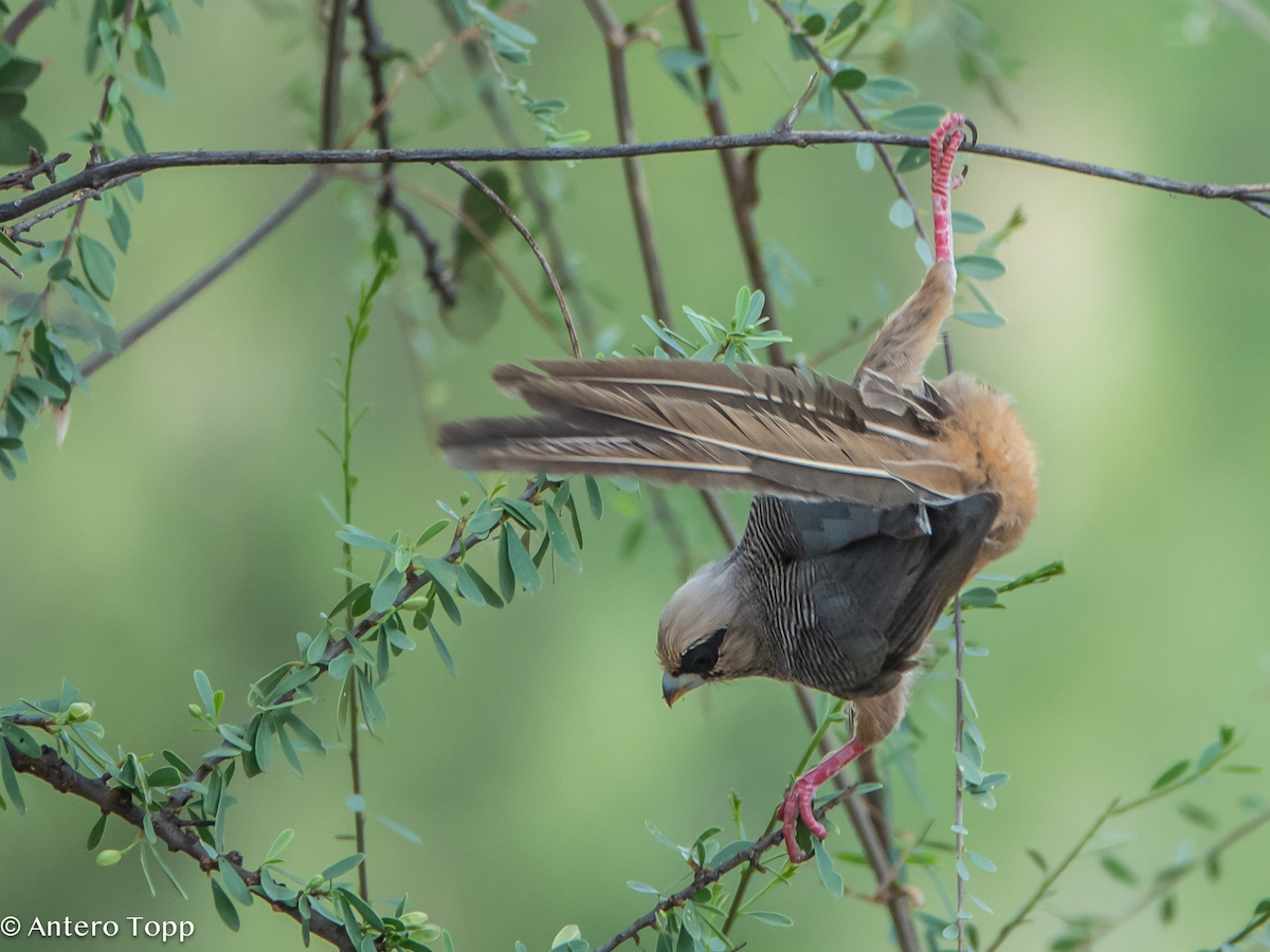 White-headed Mousebird - ML626416085