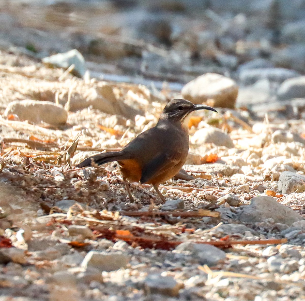 California Thrasher - ML626416480