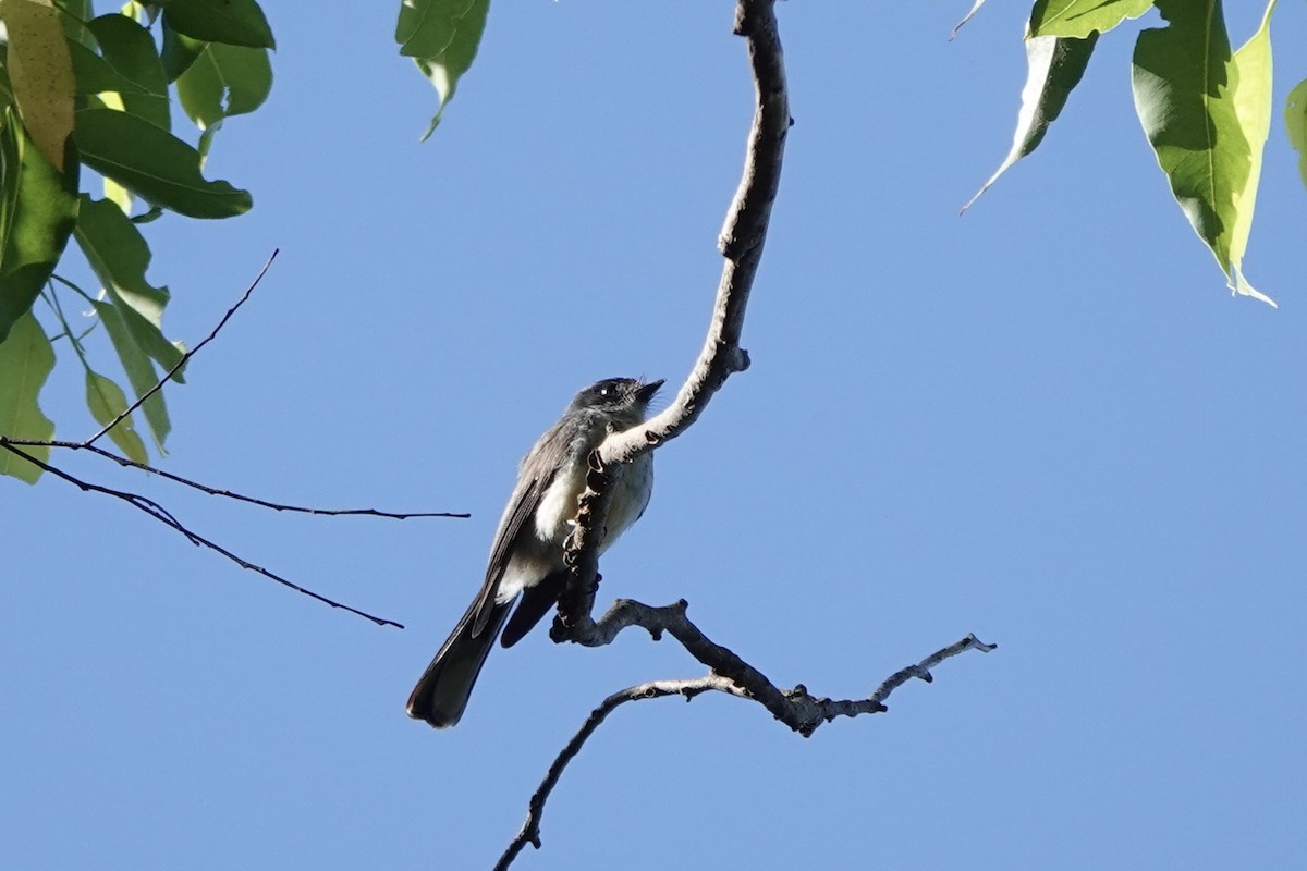 Northern Fantail (Timor) - ML626416534
