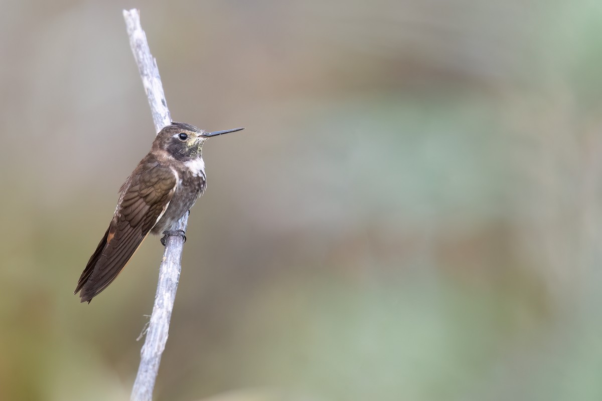 Purple-backed Sunbeam - ML626416656