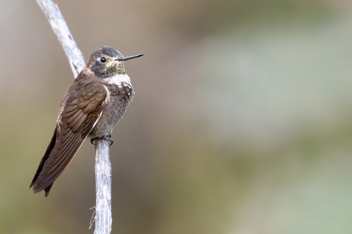 Purple-backed Sunbeam - ML626416726