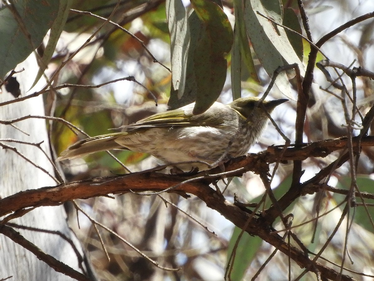 Yellow-plumed Honeyeater - ML626416893
