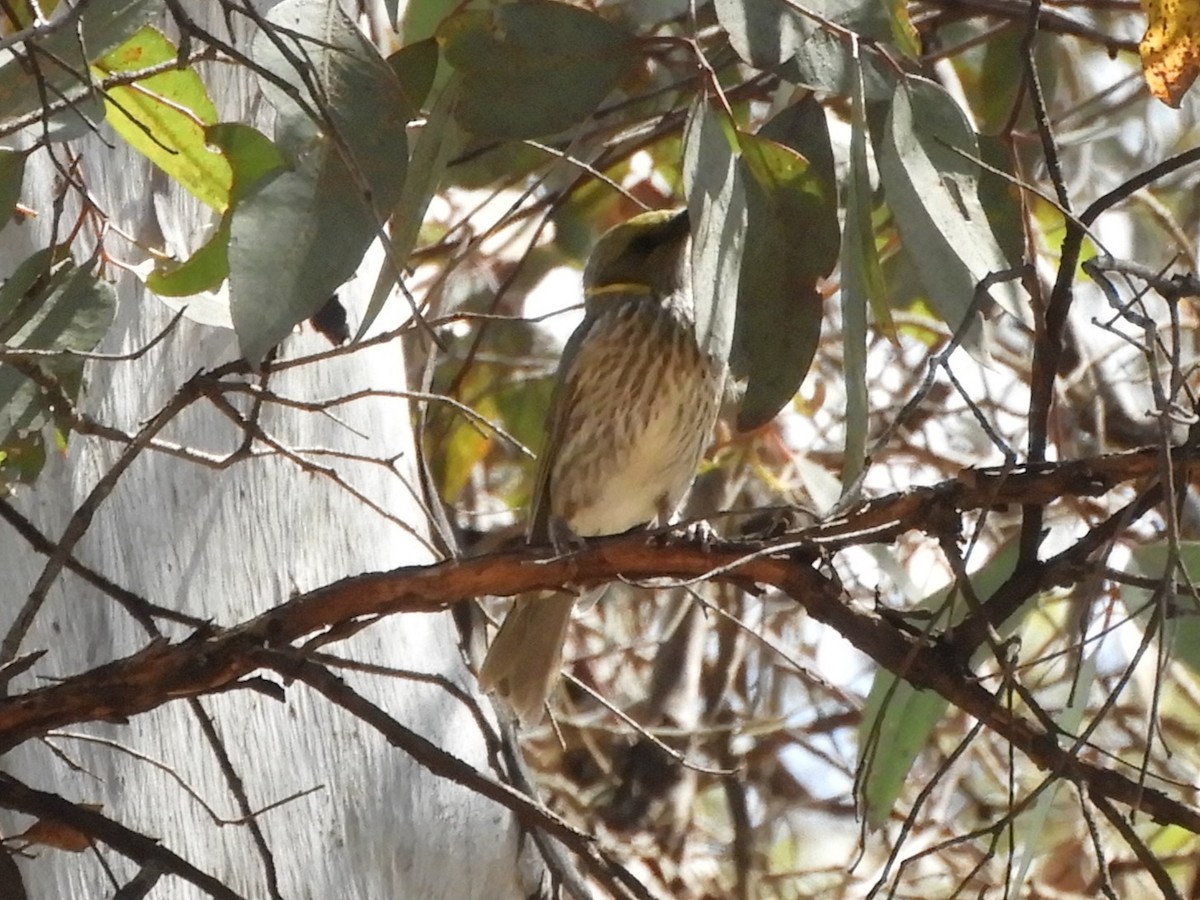Yellow-plumed Honeyeater - ML626416894