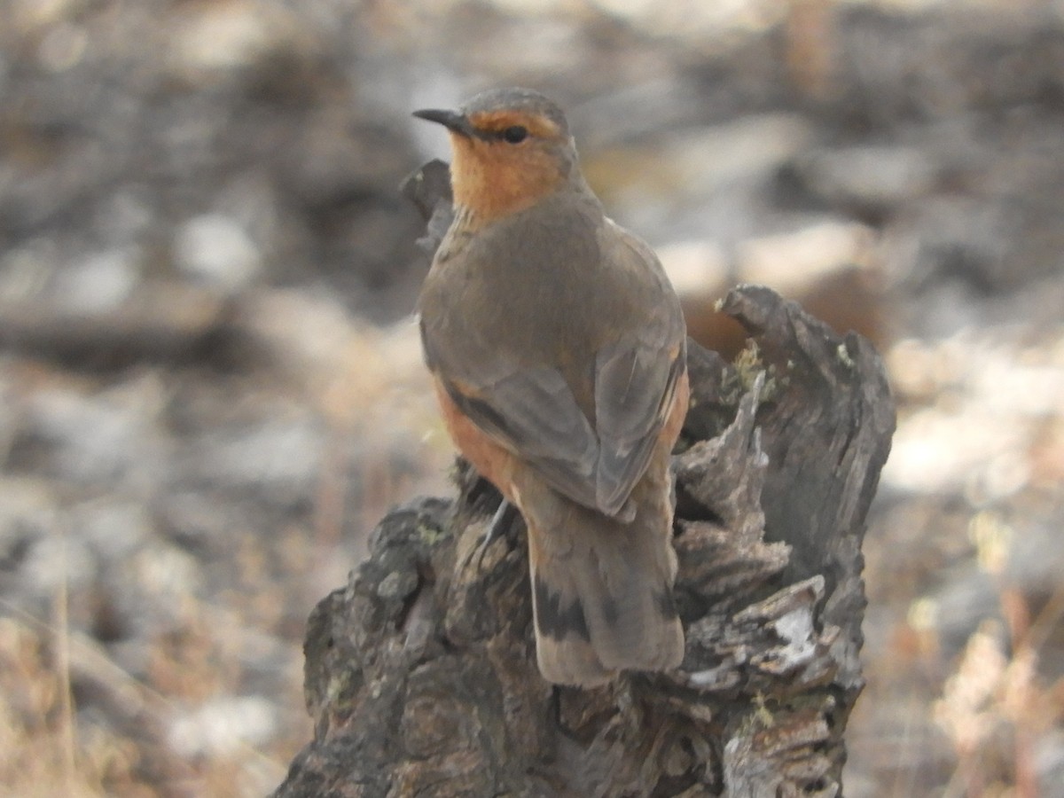 Rufous Treecreeper - ML626416915