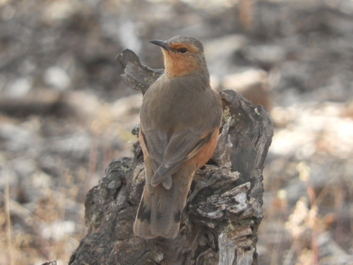 Rufous Treecreeper - ML626416916