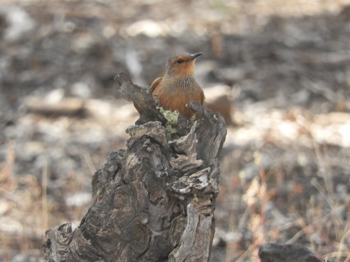 Rufous Treecreeper - ML626416917